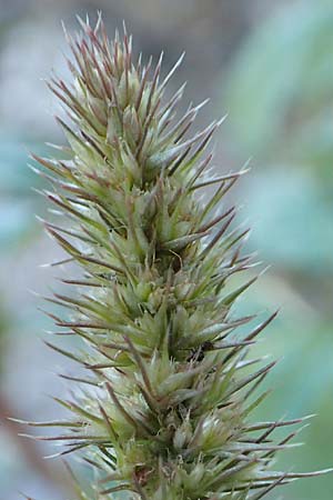 Amaranthus powellii \ Gr�n�hriger Amaranth / Green Pigweed, D Dresden 3.11.2015