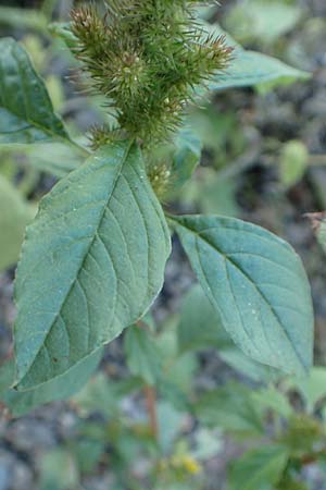Amaranthus powellii \ Gr�n�hriger Amaranth / Green Pigweed, D Dresden 3.11.2015