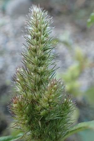 Amaranthus powellii \ Gr�n�hriger Amaranth / Green Pigweed, D Dresden 3.11.2015