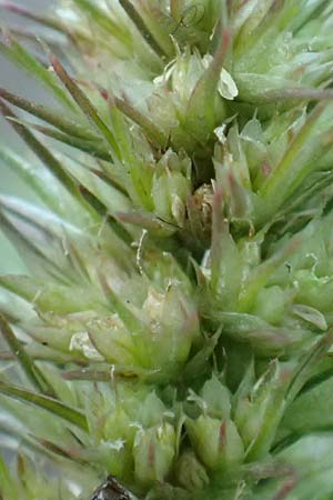 Amaranthus powellii \ Gr�n�hriger Amaranth / Green Pigweed, D Dresden 3.11.2015