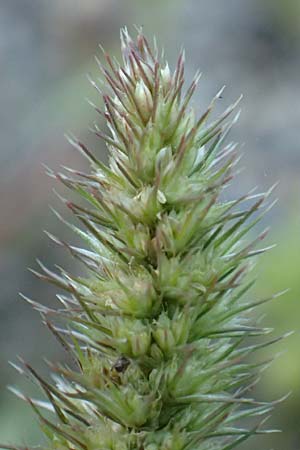 Amaranthus powellii \ Gr�n�hriger Amaranth / Green Pigweed, D Dresden 3.11.2015