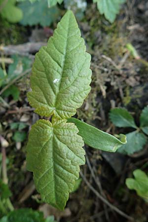 Acer pseudoplatanus \ Berg-Ahorn / Sycamore Maple, D Mannheim 4.5.2016