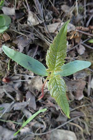 Acer pseudoplatanus \ Berg-Ahorn / Sycamore Maple, D Mannheim 4.5.2016
