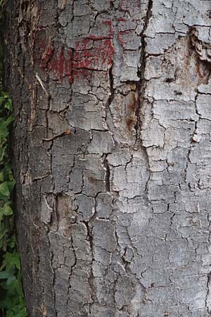 Acer pseudoplatanus \ Berg-Ahorn / Sycamore Maple, D Mannheim 10.5.2016