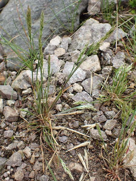 Aira praecox \ Fr&uuml;he Haferschmiele / Small Hair-Grass, Early Hair-Grass, D Schriesheim 14.5.2016