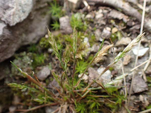 Aira praecox \ Fr&uuml;he Haferschmiele / Small Hair-Grass, Early Hair-Grass, D Schriesheim 14.5.2016