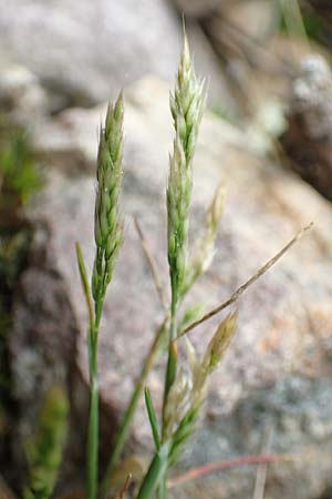 Aira praecox \ Fr&uuml;he Haferschmiele / Small Hair-Grass, Early Hair-Grass, D Schriesheim 14.5.2016