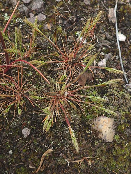 Aira praecox \ Fr&uuml;he Haferschmiele / Small Hair-Grass, Early Hair-Grass, D Schriesheim 14.5.2016