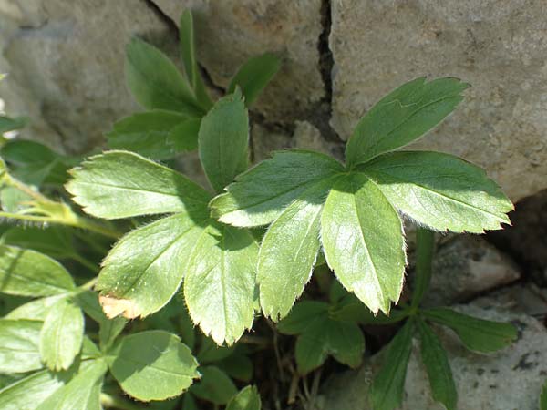 Alchemilla hoppeana \ Hoppes Frauenmantel / Hoppe's Lady's Mantle, D Pfronten 28.6.2016