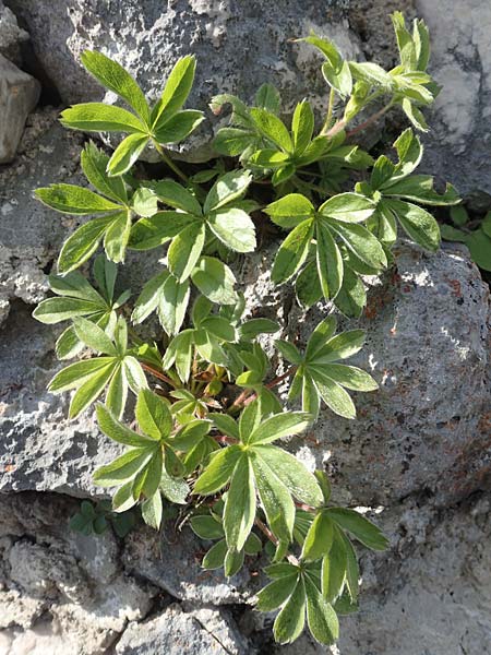 Alchemilla hoppeana \ Hoppes Frauenmantel / Hoppe's Lady's Mantle, D Pfronten 28.6.2016