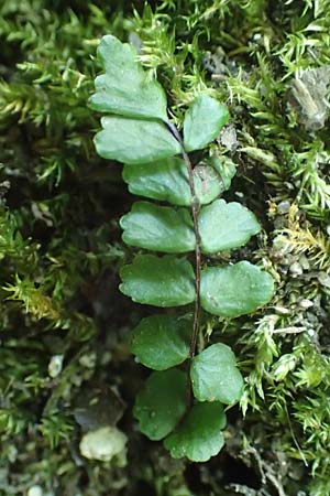 Asplenium trichomanes subsp. pachyrachis \ Dickstieliger Brauner Streifenfarn / Thick-Stem Spleenwort, D Heidelberg 18.7.2016