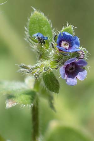 Asperugo procumbens \ Scharfkraut, Schlangen&auml;uglein / German Madwort, D Wiesbaden-Erbenheim 26.5.2017