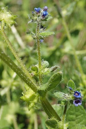 Asperugo procumbens \ Scharfkraut, Schlangen&auml;uglein / German Madwort, D Wiesbaden-Erbenheim 26.5.2017