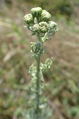 Artemisia pontica ? \ Pontischer Beifu�, R�mischer Wermut / Roman Wormwood, D Freiburg-Tiengen 22.7.2017