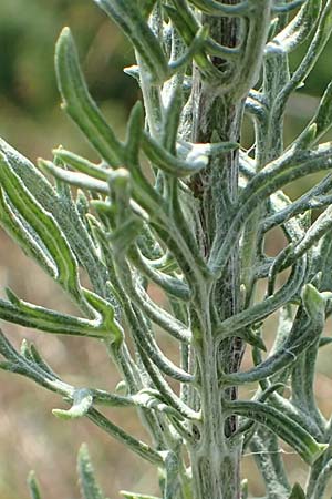 Artemisia pontica ? \ Pontischer Beifu�, R�mischer Wermut / Roman Wormwood, D Freiburg-Tiengen 22.7.2017