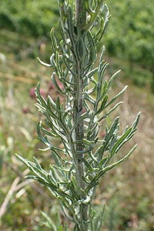 Artemisia pontica ? \ Pontischer Beifu�, R�mischer Wermut / Roman Wormwood, D Freiburg-Tiengen 22.7.2017