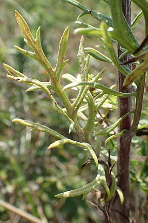 Artemisia pontica ? \ Pontischer Beifu�, R�mischer Wermut / Roman Wormwood, D Freiburg-Tiengen 22.7.2017