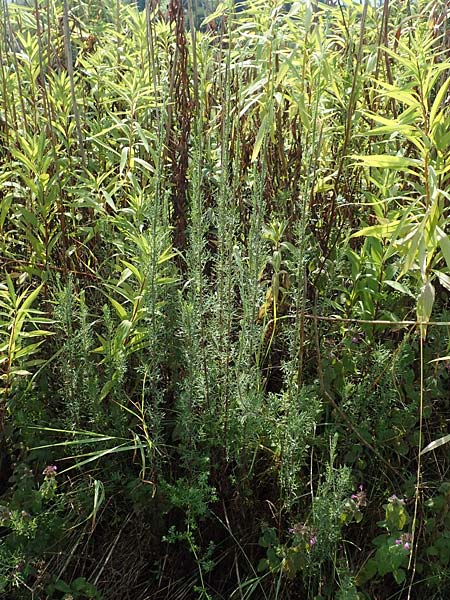 Artemisia pontica ? \ Pontischer Beifu�, R�mischer Wermut / Roman Wormwood, D Freiburg-Tiengen 22.7.2017