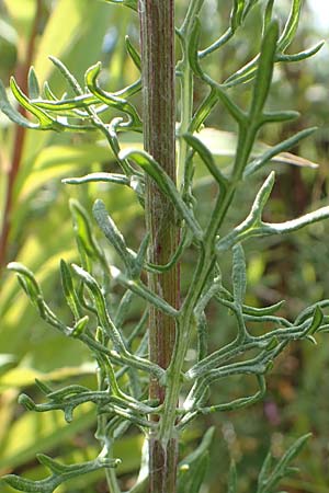 Artemisia pontica ? \ Pontischer Beifu�, R�mischer Wermut / Roman Wormwood, D Freiburg-Tiengen 22.7.2017
