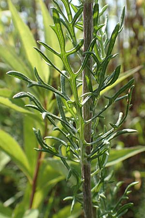 Artemisia pontica ? \ Pontischer Beifu�, R�mischer Wermut / Roman Wormwood, D Freiburg-Tiengen 22.7.2017