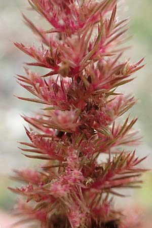 Amaranthus powellii \ Gr�n�hriger Amaranth / Green Pigweed, D Wei&szlig;enthurm-Kaltenengers 27.9.2017