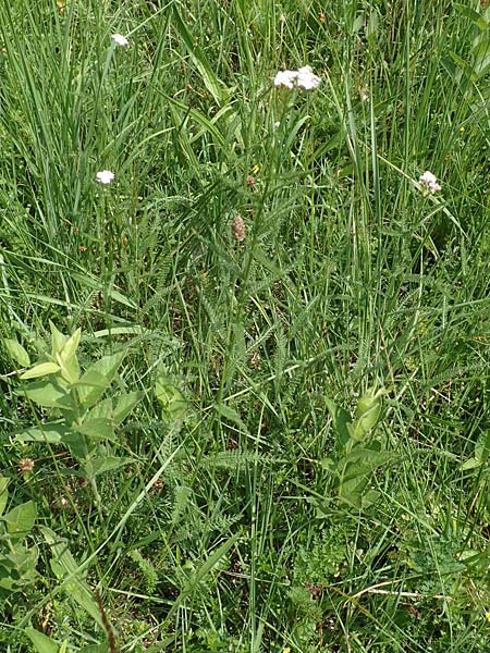 Achillea pratensis \ Rasige Wiesen-Schafgarbe / Meadow Milfoil, D Pfalz, Speyer 8.6.2018