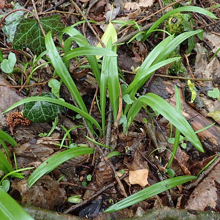 Allium paradoxum \ Wunder-Lauch, Seltsamer Lauch / Few-Flowered Leek, D Leverkusen 11.3.2019