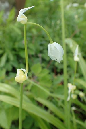 Allium paradoxum \ Wunder-Lauch, Seltsamer Lauch / Few-Flowered Leek, D Weinheim an der Bergstra&szlig;e, Botan. Gar.  Hermannshof 17.4.2019