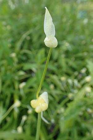 Allium paradoxum \ Wunder-Lauch, Seltsamer Lauch / Few-Flowered Leek, D Weinheim an der Bergstra&szlig;e, Botan. Gar.  Hermannshof 17.4.2019