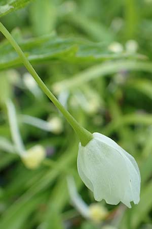 Allium paradoxum \ Wunder-Lauch, Seltsamer Lauch / Few-Flowered Leek, D Weinheim an der Bergstra&szlig;e, Botan. Gar.  Hermannshof 17.4.2019