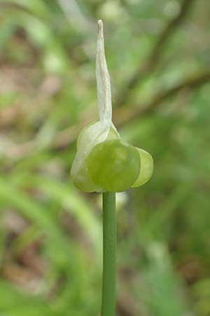 Allium paradoxum \ Wunder-Lauch, Seltsamer Lauch / Few-Flowered Leek, D Leverkusen 24.4.2019