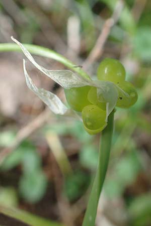 Allium paradoxum \ Wunder-Lauch, Seltsamer Lauch / Few-Flowered Leek, D Leverkusen 24.4.2019