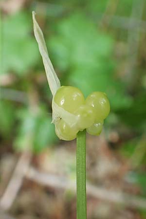 Allium paradoxum \ Wunder-Lauch, Seltsamer Lauch / Few-Flowered Leek, D Leverkusen 24.4.2019