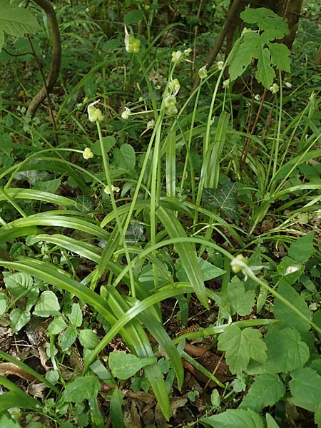 Allium paradoxum \ Wunder-Lauch, Seltsamer Lauch / Few-Flowered Leek, D Leverkusen 24.4.2019