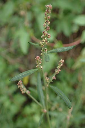 Atriplex patula \ Spreizende Melde, Gew�hnliche Melde / Spreading Orache, Common Orache, D Karlsruhe-Gr&ouml;tzingen 20.8.2019