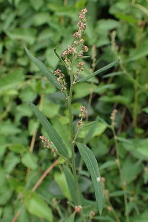 Atriplex patula \ Spreizende Melde, Gew�hnliche Melde / Spreading Orache, Common Orache, D Karlsruhe-Gr&ouml;tzingen 20.8.2019