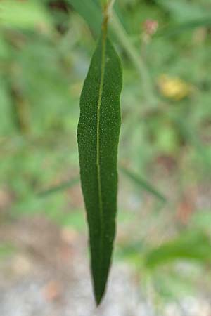 Atriplex patula \ Spreizende Melde, Gew�hnliche Melde / Spreading Orache, Common Orache, D Karlsruhe-Gr&ouml;tzingen 20.8.2019