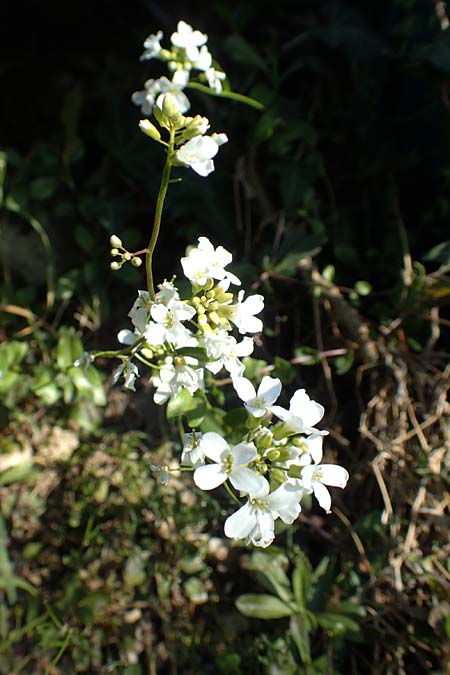 Arabis procurrens \ Ungarische G�nsekresse, Karpaten-Schaumkresse / Running Rock-Cress, D Weinheim an der Bergstra&szlig;e 31.3.2020