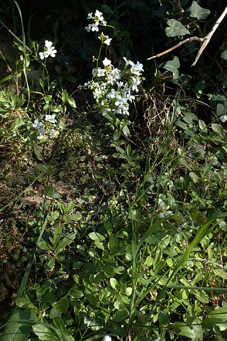 Arabis procurrens \ Ungarische G�nsekresse, Karpaten-Schaumkresse / Running Rock-Cress, D Weinheim an der Bergstra&szlig;e 31.3.2020
