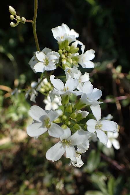 Arabis procurrens \ Ungarische G�nsekresse, Karpaten-Schaumkresse / Running Rock-Cress, D Weinheim an der Bergstra&szlig;e 31.3.2020