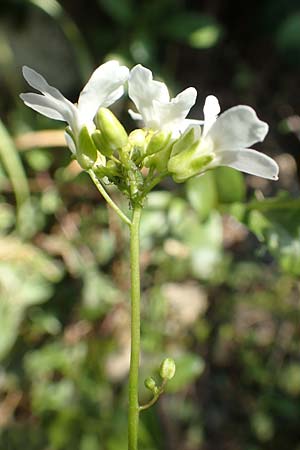 Arabis procurrens \ Ungarische G�nsekresse, Karpaten-Schaumkresse / Running Rock-Cress, D Weinheim an der Bergstra&szlig;e 31.3.2020