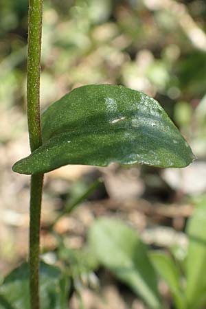 Arabis procurrens \ Ungarische G�nsekresse, Karpaten-Schaumkresse / Running Rock-Cress, D Weinheim an der Bergstra&szlig;e 31.3.2020