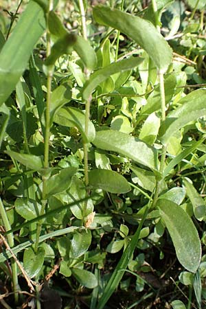 Arabis procurrens \ Ungarische G�nsekresse, Karpaten-Schaumkresse / Running Rock-Cress, D Weinheim an der Bergstra&szlig;e 31.3.2020