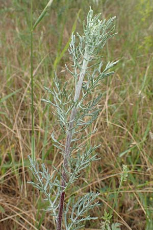 Artemisia pontica ? \ Pontischer Beifu�, R�mischer Wermut / Roman Wormwood, D Gr&uuml;nstadt-Asselheim 15.6.2020