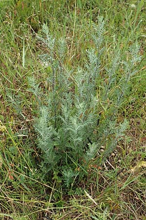 Artemisia pontica ? \ Pontischer Beifu�, R�mischer Wermut / Roman Wormwood, D Gr&uuml;nstadt-Asselheim 15.6.2020