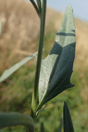 Atriplex patula \ Spreizende Melde, Gew�hnliche Melde / Spreading Orache, Common Orache, D Eckelsheim 18.7.2020
