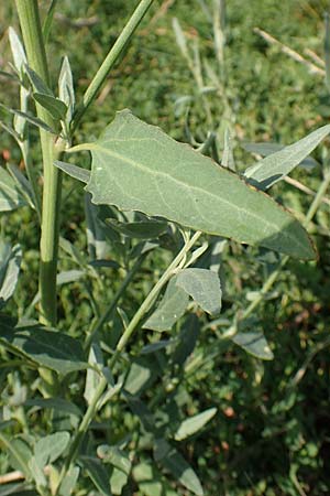 Atriplex patula \ Spreizende Melde, Gew�hnliche Melde / Spreading Orache, Common Orache, D Eckelsheim 18.7.2020
