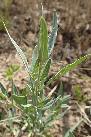 Atriplex patula \ Spreizende Melde, Gew�hnliche Melde / Spreading Orache, Common Orache, D Eckelsheim 18.7.2020