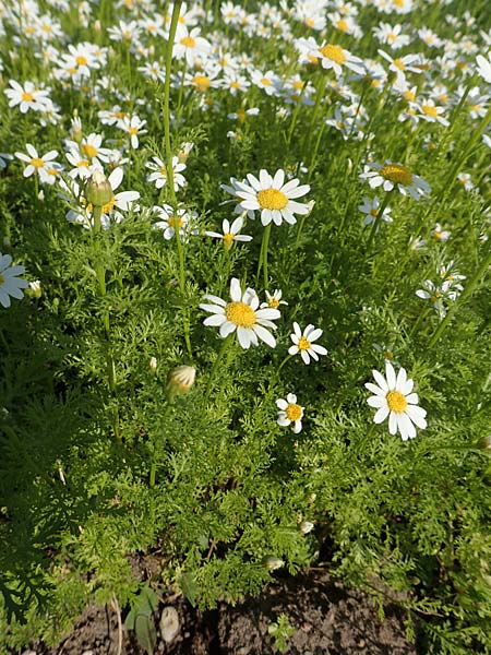 Anacyclus pyrethrum \ Mehrj�hriger Bertram, R�mischer Bertram / Flattened Alexander's Foot, D Sachsen-Anhalt, Kloster Jerichow 22.9.2020