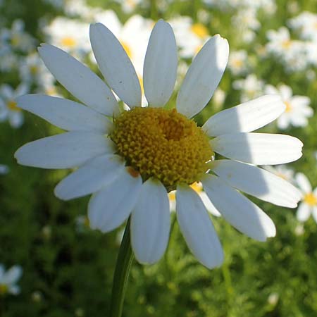 Anacyclus pyrethrum \ Mehrj�hriger Bertram, R�mischer Bertram / Flattened Alexander's Foot, D Sachsen-Anhalt, Kloster Jerichow 22.9.2020